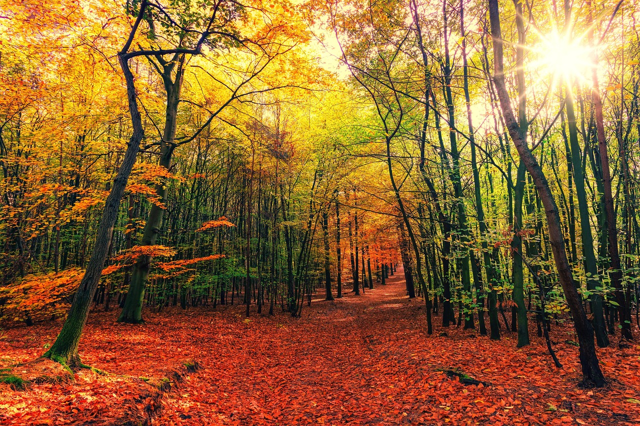 4K Wallpaper Forest HD Wallpaper #2949