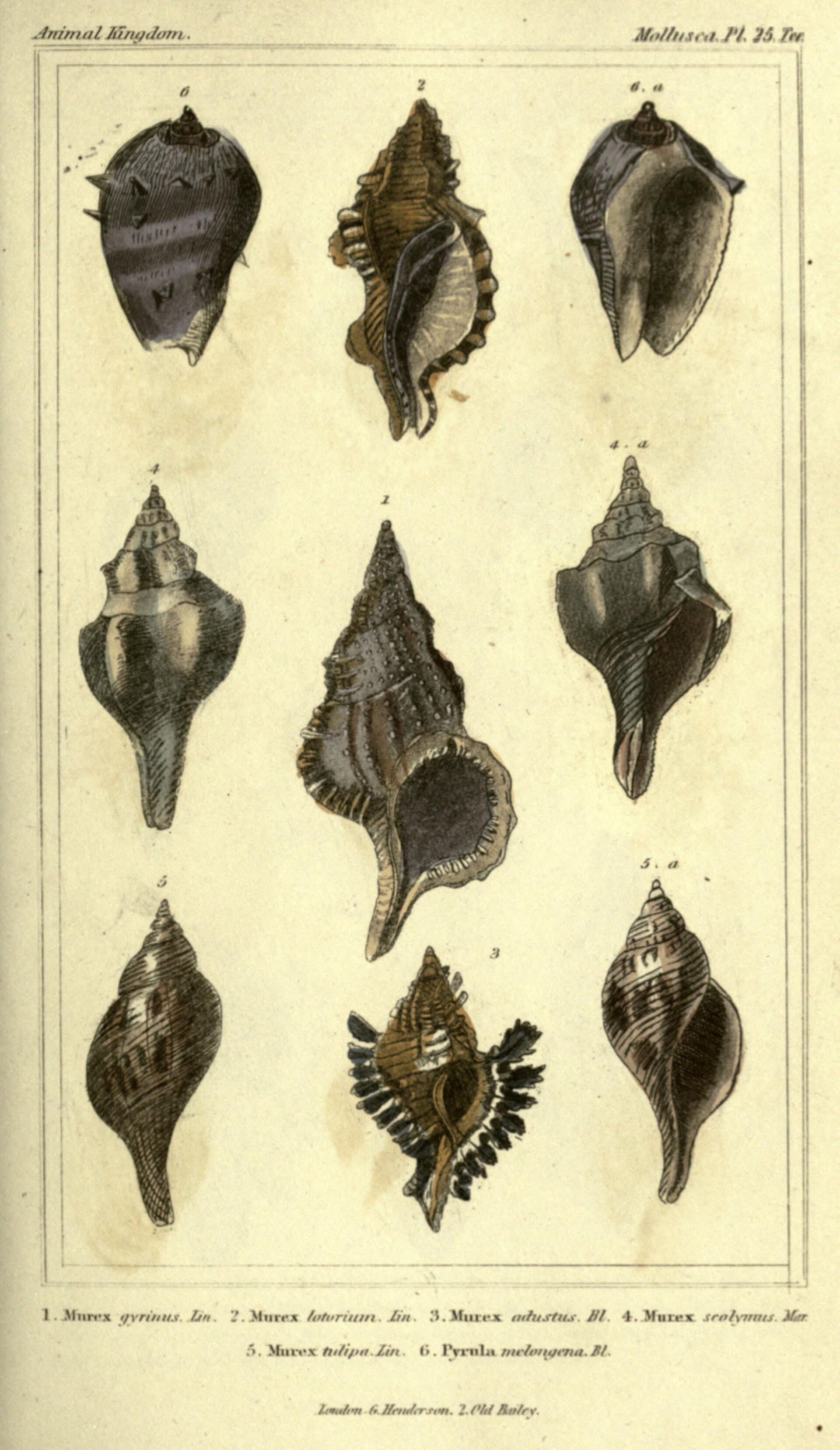 Animals The Animal Kingdom, Arranged According To Its Organization, Serving As A Foundation For The Natural History Of Animals (Plate 25) Bhl2459077 Full HD Wallpaper #3423