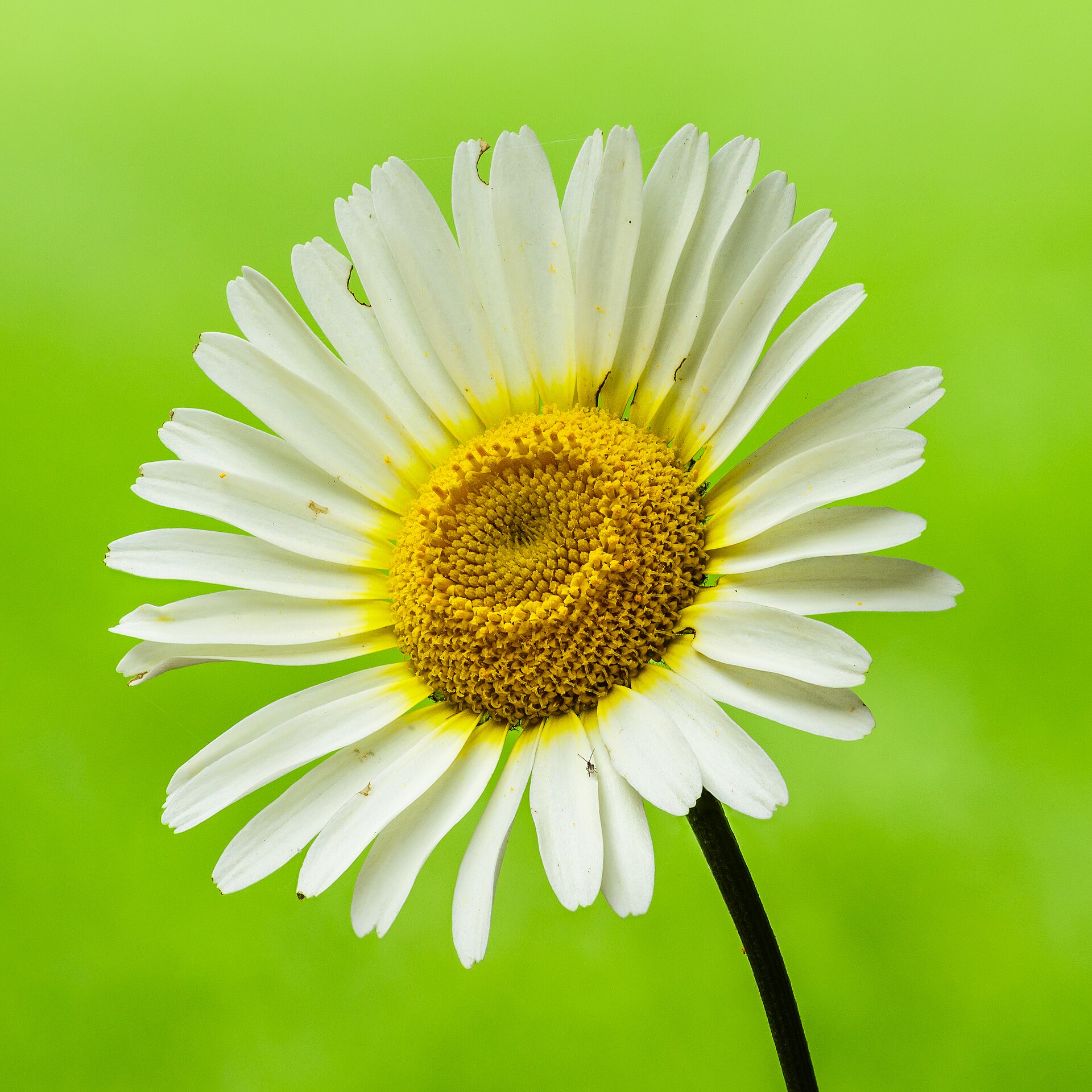 Flowers Bloem Van Anthemis Lemon. 18 06 2024. (D.j.b) Full HD Wallpaper #3433