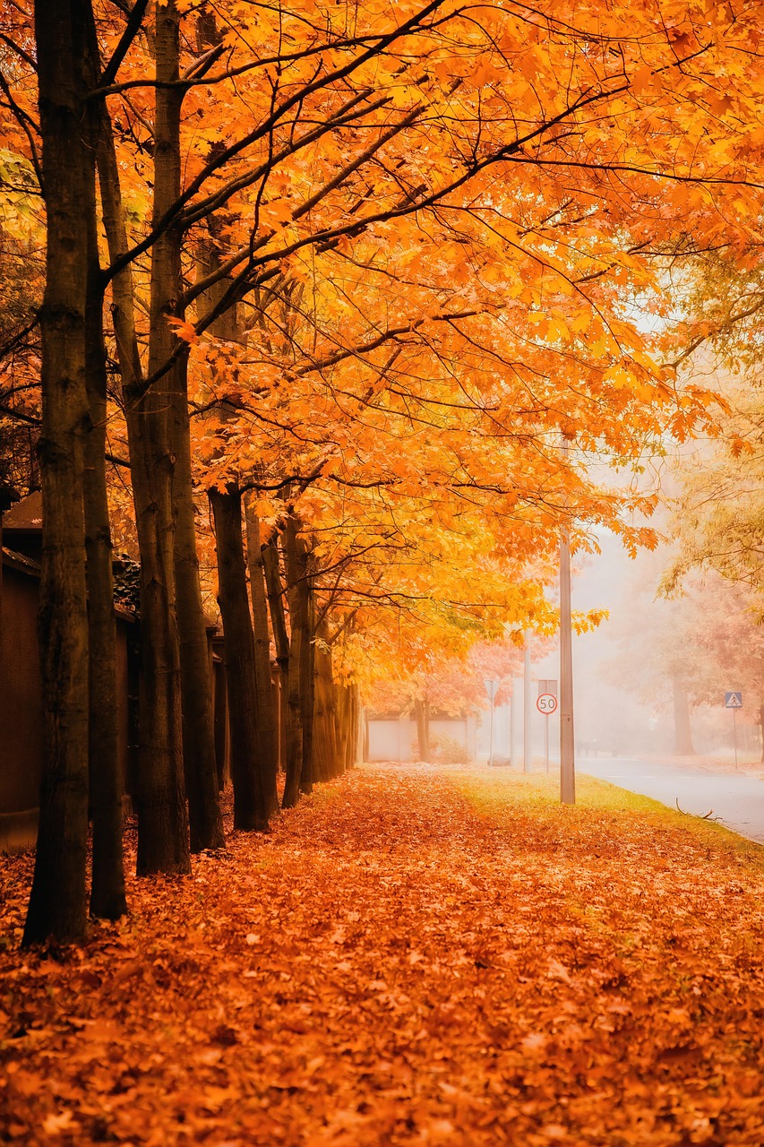Mobile Wallpaper Nature HD Wallpaper #2483