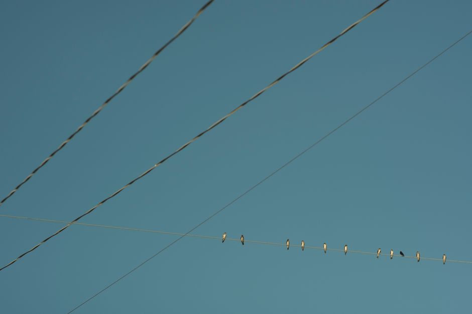 Nature Flock Of Birds Sitting On Power Lines With A Clear Blue Sky In The Background, Creating A Minimalist Nature Scene. HD Wallpaper #3823